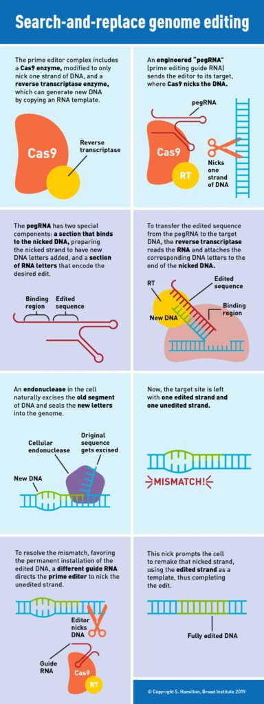 Blu Genes Foundation